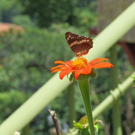 شقة Rose House Manuel Antonio كيبوس المظهر الخارجي الصورة